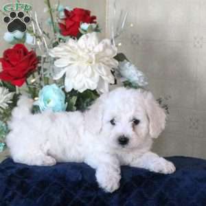 Hibiscus, Bichon Frise Puppy