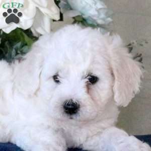 Hibiscus, Bichon Frise Puppy