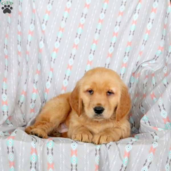 Holly, Golden Retriever Puppy