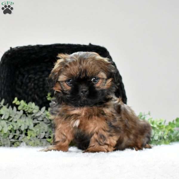 Holly, Shih Tzu Puppy