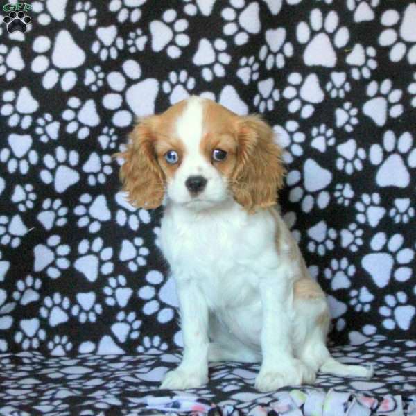 Holly, Cavalier King Charles Spaniel Puppy