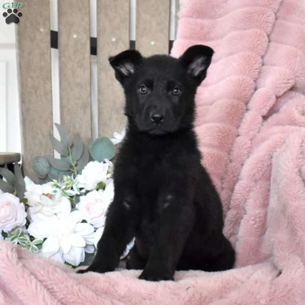 Holly, German Shepherd Puppy