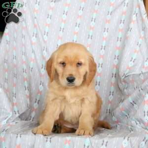 Holly, Golden Retriever Puppy