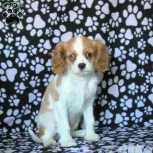 Holly, Cavalier King Charles Spaniel Puppy