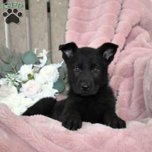Holly, German Shepherd Puppy