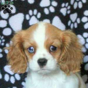Holly, Cavalier King Charles Spaniel Puppy