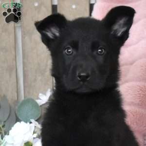 Holly, German Shepherd Puppy