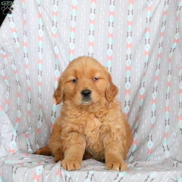 Honey, Golden Retriever Puppy