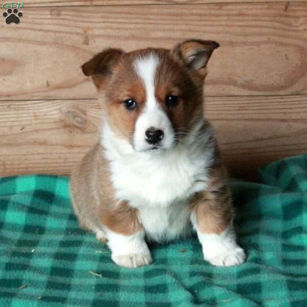 Honey, Pembroke Welsh Corgi Puppy