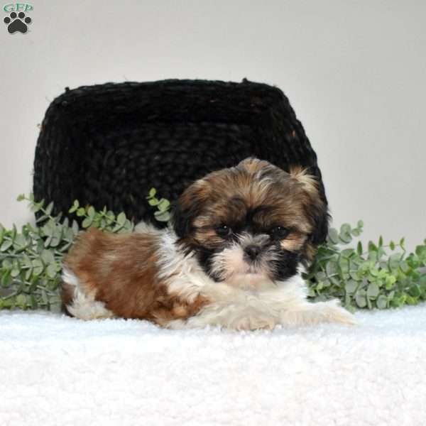 Honey, Shih Tzu Puppy