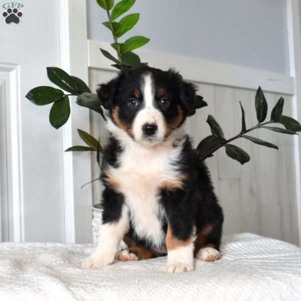 Honey, Australian Shepherd Puppy