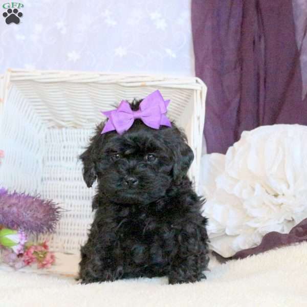 Honey, Shih-Poo Puppy