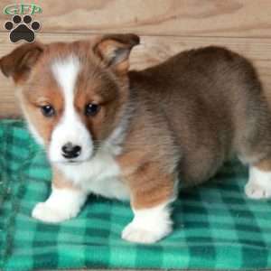Honey, Pembroke Welsh Corgi Puppy