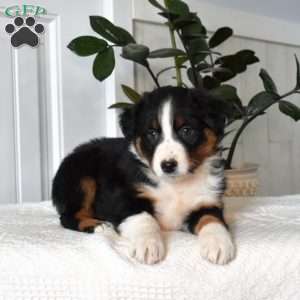Honey, Australian Shepherd Puppy