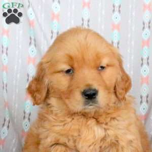 Honey, Golden Retriever Puppy