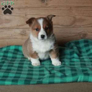 Honey, Pembroke Welsh Corgi Puppy