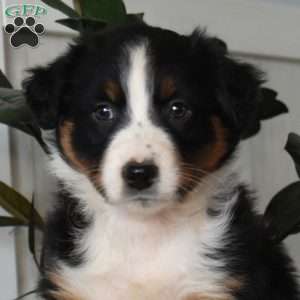 Honey, Australian Shepherd Puppy