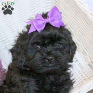 Honey, Shih-Poo Puppy
