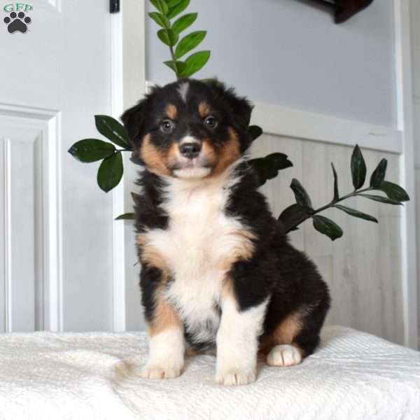 Hooper, Australian Shepherd Puppy