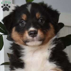 Hooper, Australian Shepherd Puppy
