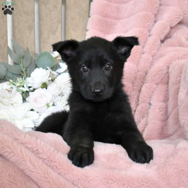 Hope, German Shepherd Puppy