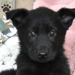 Hope, German Shepherd Puppy