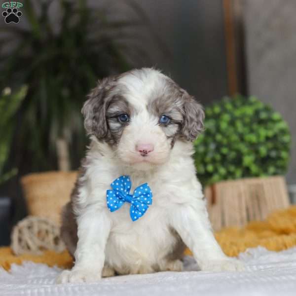 Hoppie, Mini Sheepadoodle Puppy