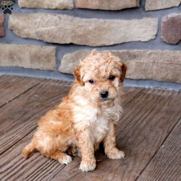 Houston, Mini Goldendoodle Puppy