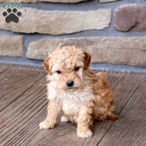 Houston, Mini Goldendoodle Puppy
