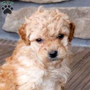 Houston, Mini Goldendoodle Puppy