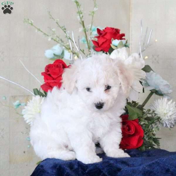 Howie, Bichon Frise Puppy