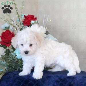 Howie, Bichon Frise Puppy