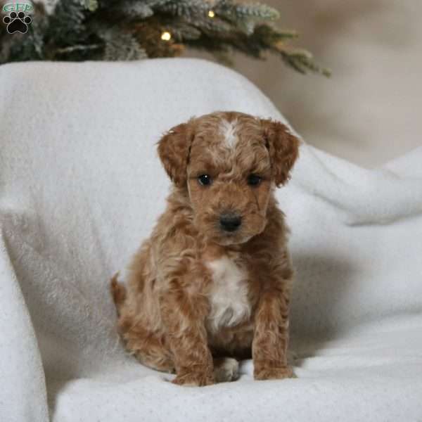 Hudson, Mini Goldendoodle Puppy