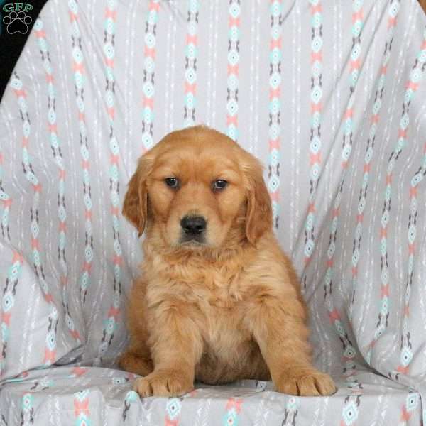Hudson, Golden Retriever Puppy
