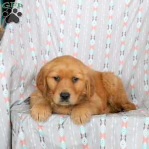 Hudson, Golden Retriever Puppy
