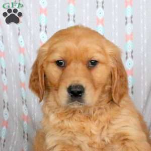 Hudson, Golden Retriever Puppy