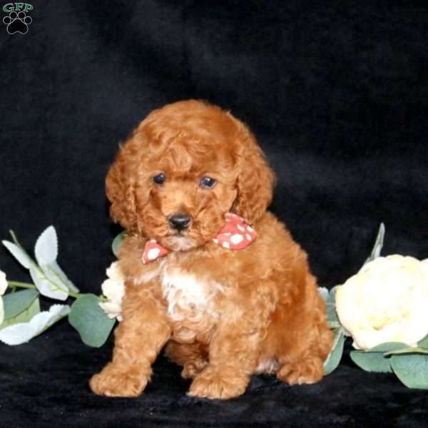Hudson, Miniature Poodle Puppy