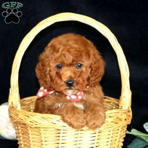 Hudson, Miniature Poodle Puppy
