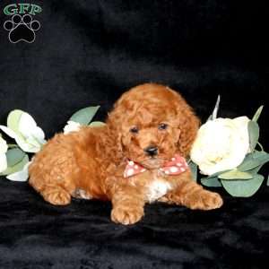 Hudson, Miniature Poodle Puppy