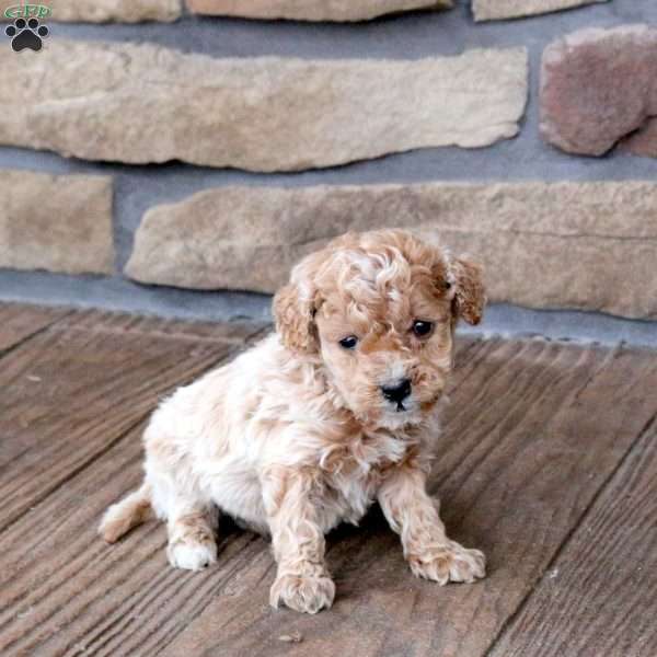 Hugo, Mini Goldendoodle Puppy