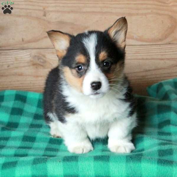 Hugo, Pembroke Welsh Corgi Puppy