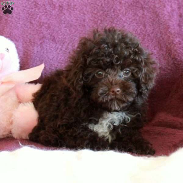 Hugo, Toy Poodle Puppy