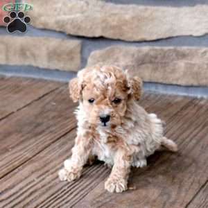 Hugo, Mini Goldendoodle Puppy