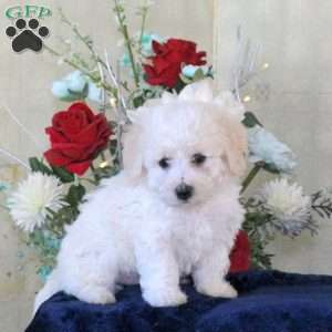 Hugo, Bichon Frise Puppy
