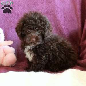 Hugo, Toy Poodle Puppy