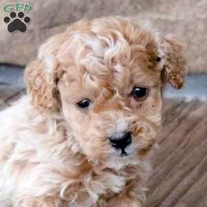 Hugo, Mini Goldendoodle Puppy
