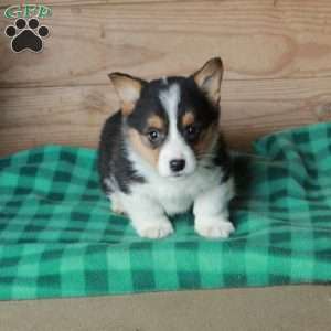 Hugo, Pembroke Welsh Corgi Puppy