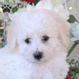 Hugo, Bichon Frise Puppy