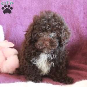 Hugo, Toy Poodle Puppy