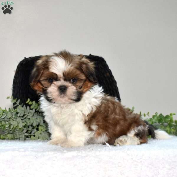 Hunter, Shih Tzu Puppy